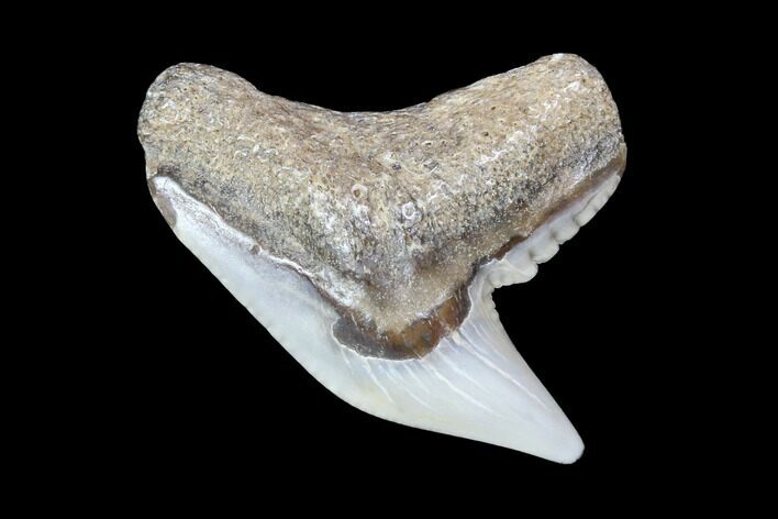 Colorful Fossil Tiger Shark (Galeocerdo) Tooth - Virginia #87905
